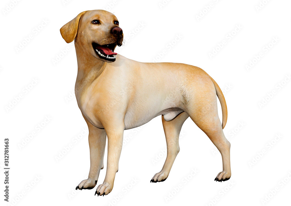3D Rendering Labrador Dog on White 3D Rendering Labrador Dog on White