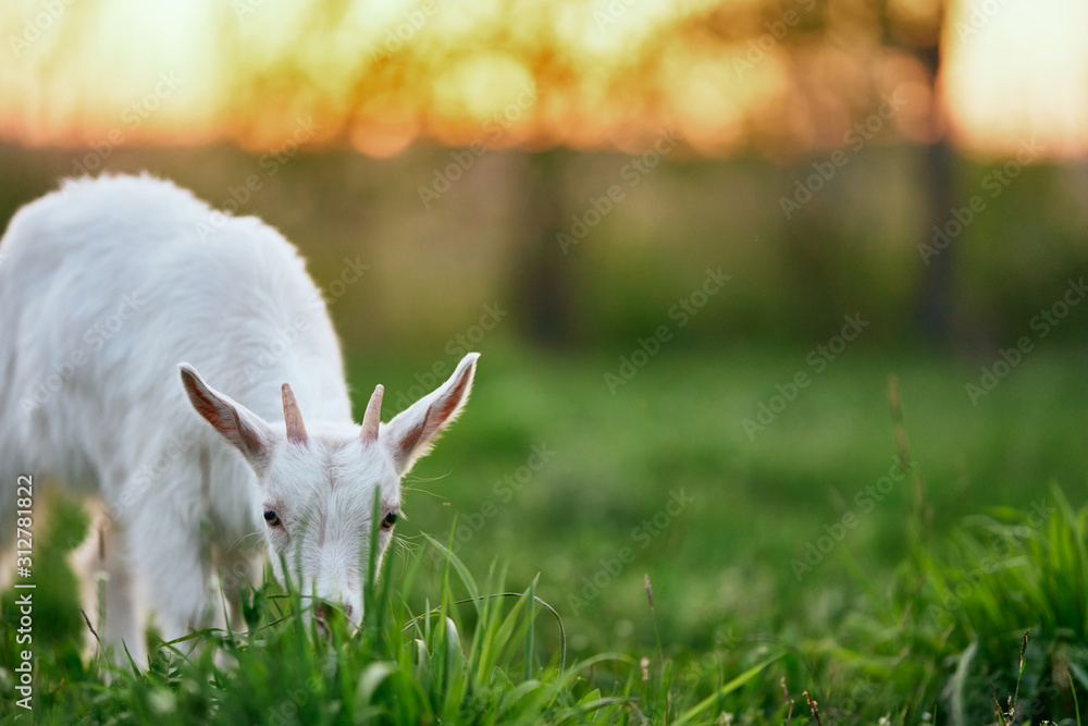 Obraz premium goat on green grass