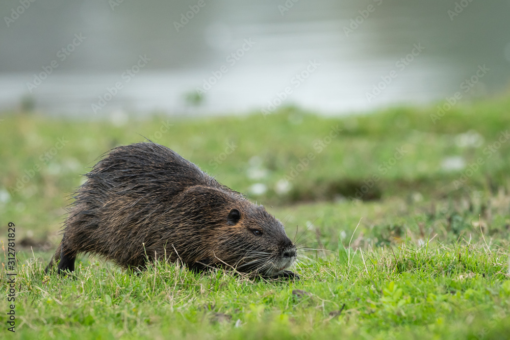 A nutria walking near water and looking for food A nutria walking near water and looking for food