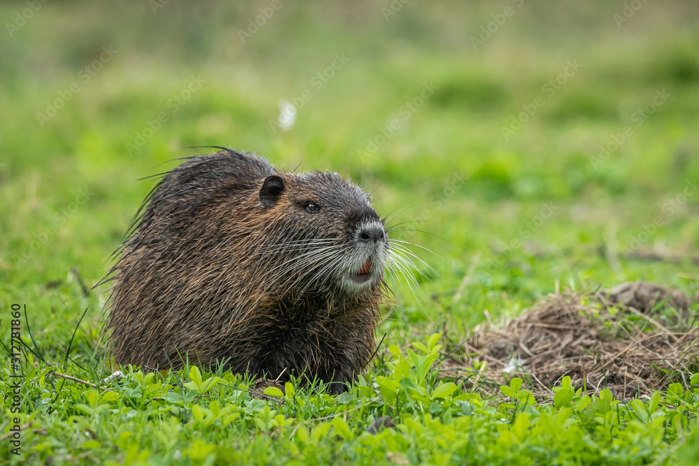 A nutria walking near water and looking for food A nutria walking near water and looking for food