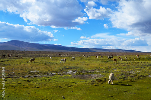 Lama fields © Kaja