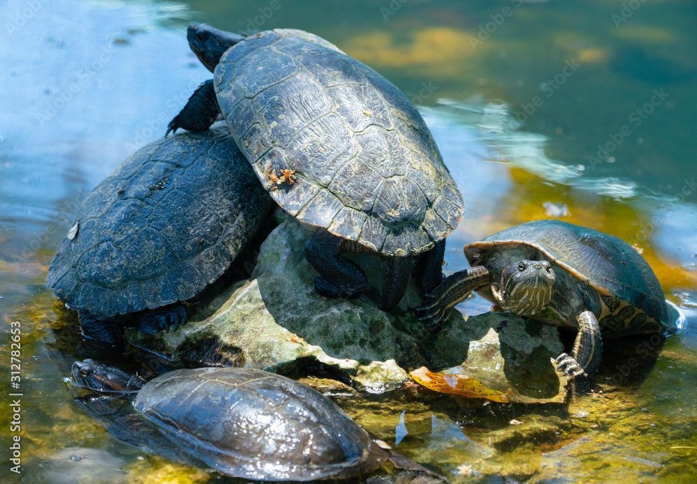 Red-eared slider or water slider turtles in the pond Red-eared slider or water slider turtles in the pond