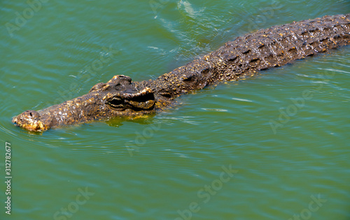 Crocodile or alligator close-up portrait