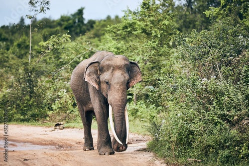 Canvastavla Wildlife elephant in Sri Lanka
