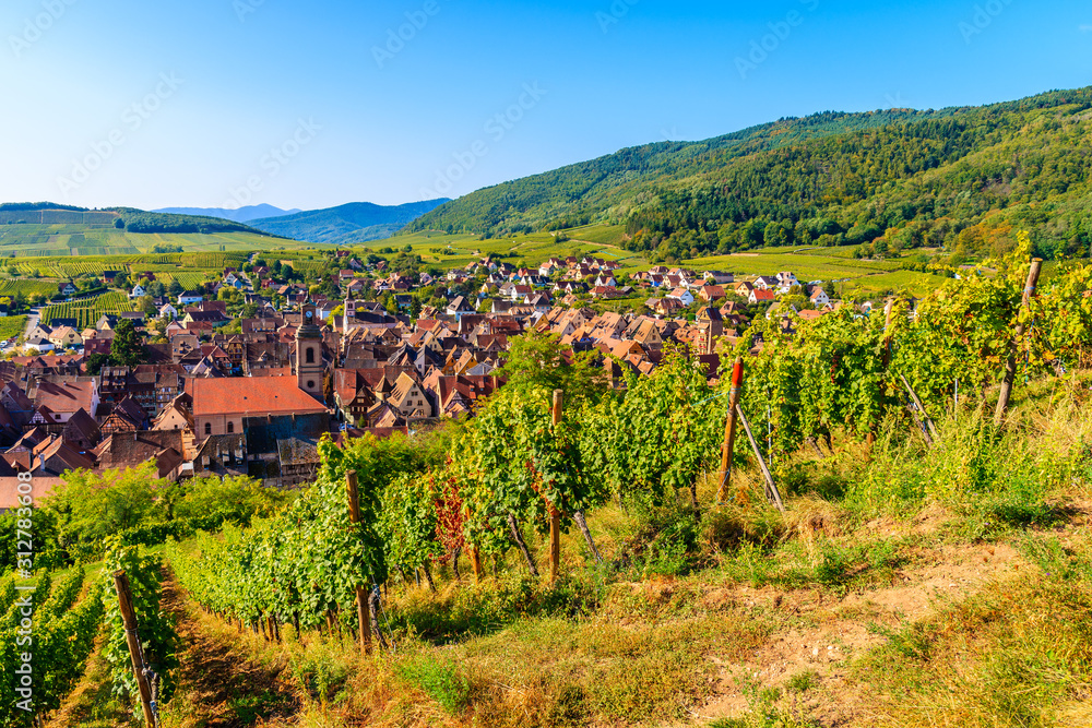 View of vineyards in Riquewihr village, Alsace Wine Route, France