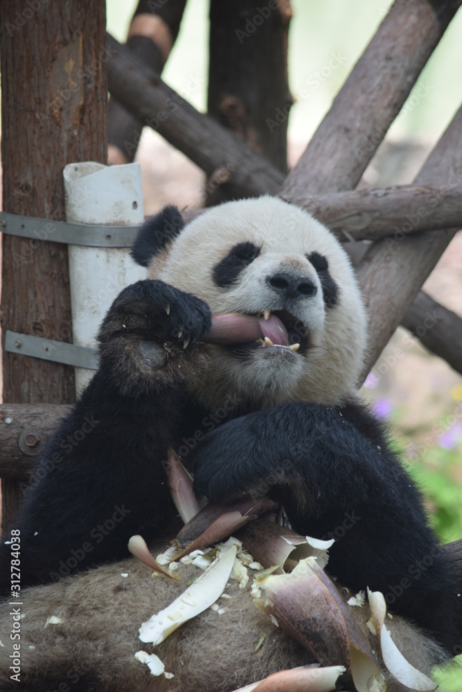 Obraz premium Big Panda bröseln