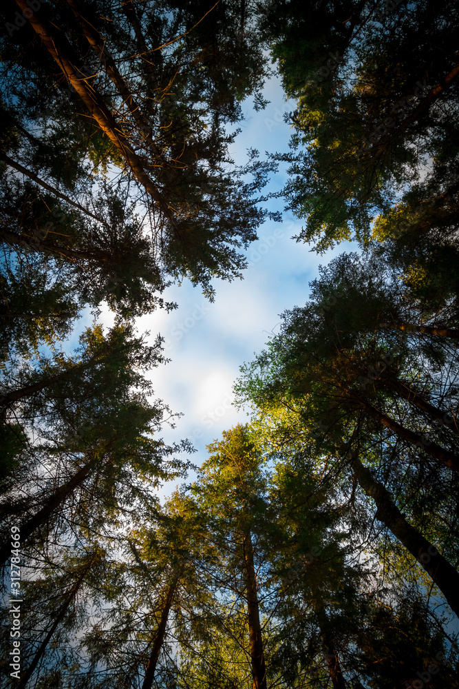 Obraz premium trees and blue sky