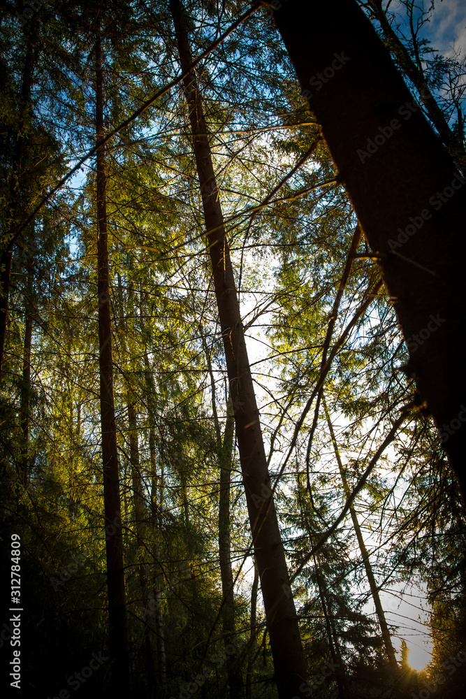 Obraz premium sun in the forest