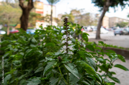 White flowers plant green in a street garden in Cairo Egypt