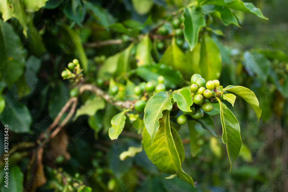 Coffee plant growing. Natural background. Vietnam. Coffee plant growing. Natural background. Vietnam.