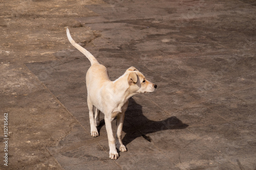Street dog walking relaxing on the floor in Cairo Egypt