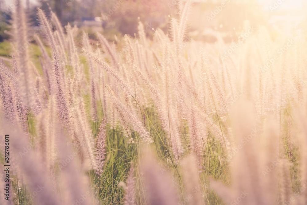 Grass flower ,Close up soft focus a little wild flowers grass in sunrise and sunset background warm vintage tone Grass flower ,Close up soft focus a little wild flowers grass in sunrise and sunset background warm vintage tone