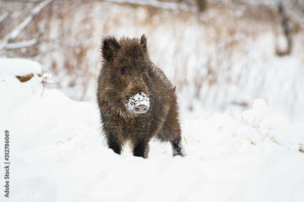 Young wild boar, sus scrofa, piglet with snow on snout looking curiously in wintertime. Hairy cute animal watching on a meadow in nature with copy space. Young wild boar, sus scrofa, piglet with snow on snout looking curiously in wintertime. Hairy cute animal watching on a meadow in nature with copy space.
