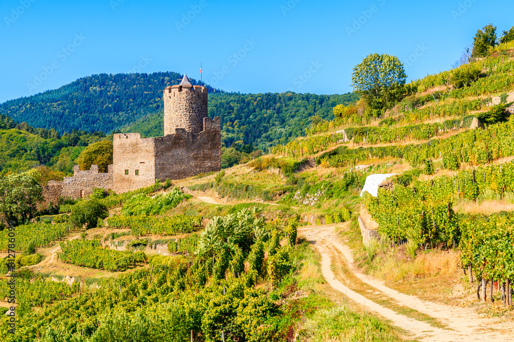 Medieval castle on hills among vineyards in Kaysersberg village on Alsatian Wine Route, France