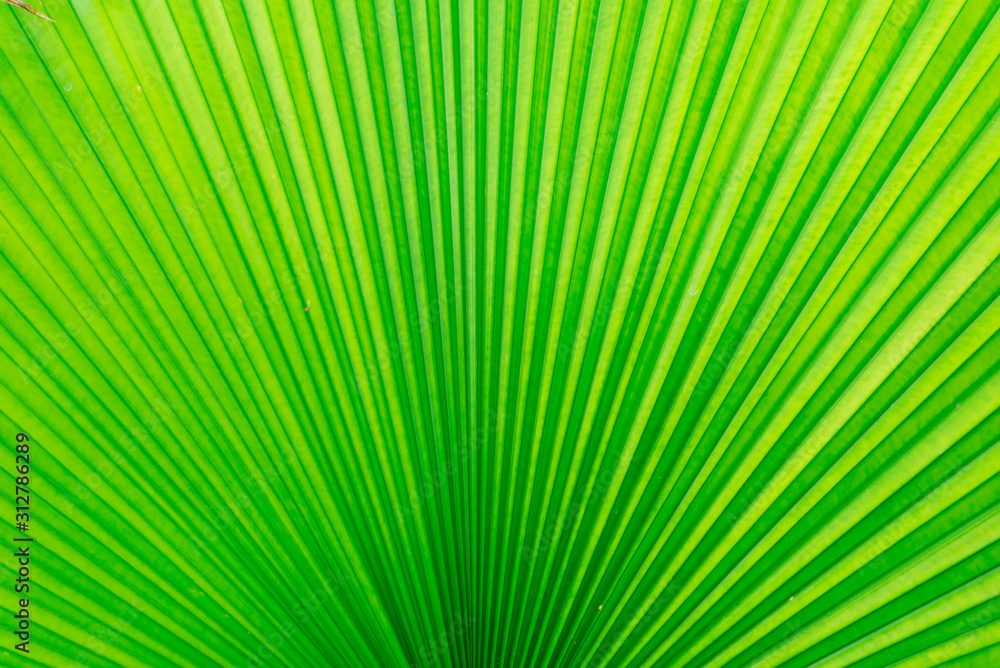Structure of leaf natural background,green leave texture. Structure of leaf natural background,green leave texture.