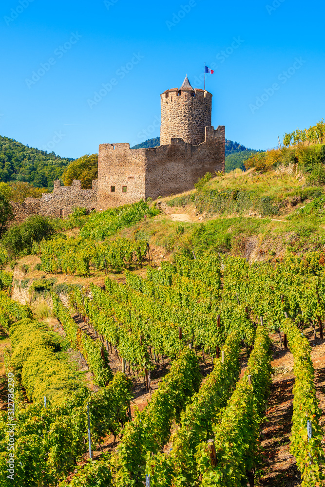 Medieval castle on hills among vineyards in Kaysersberg village on Alsatian Wine Route, France
