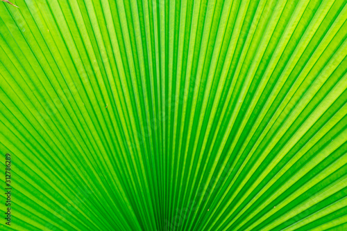 Structure of leaf natural background,green leave texture.