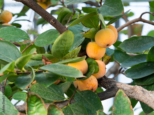 Diospyros kaki (persimmon, Oriental persimmon, kaki) tree