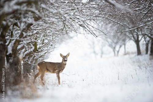 Obraz na płótnie Solitary roe deer, capreolus capreolus, doe standing on snow in forest with copy space. Female wild animal looking to camera and standing between trees. w salonie