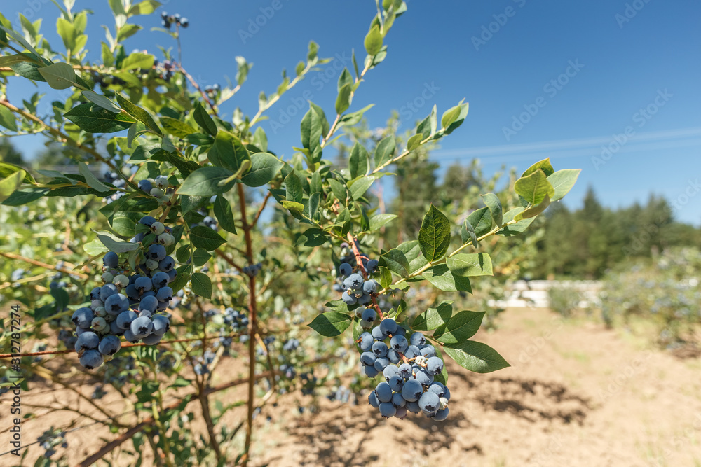 Fresh Organic Blueberries growing on a farm