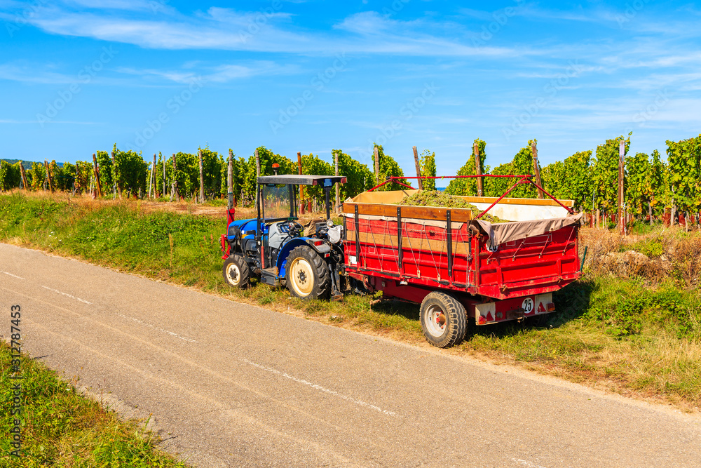 Tractor with trailer full of grapes during harvesting in Riquewihr village vineyards, Alsace Wine Route, France