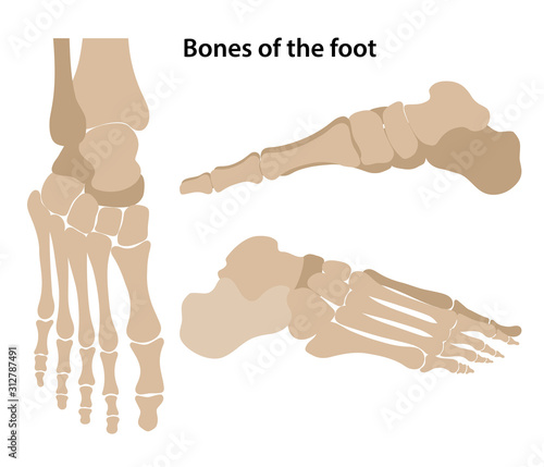 Bones of the foot. From above, lateral and medial views. Vector illustration in flat style on white background