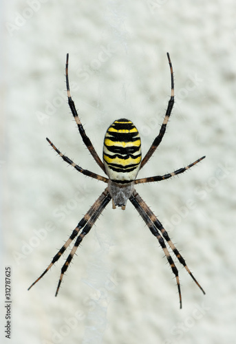 A big wasp spider sitting in web