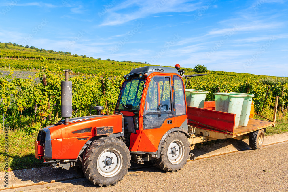 Tractor with trailer full of grapes during harvesting in Riquewihr village vineyards, Alsace Wine Route, France Tractor with trailer full of grapes during harvesting in Riquewihr village vineyards, Alsace Wine Route, France