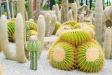 Group of small cactus plant in the cactus garden.