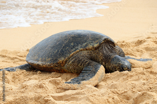 Sea turtle on the beach of Hawaii Kauai