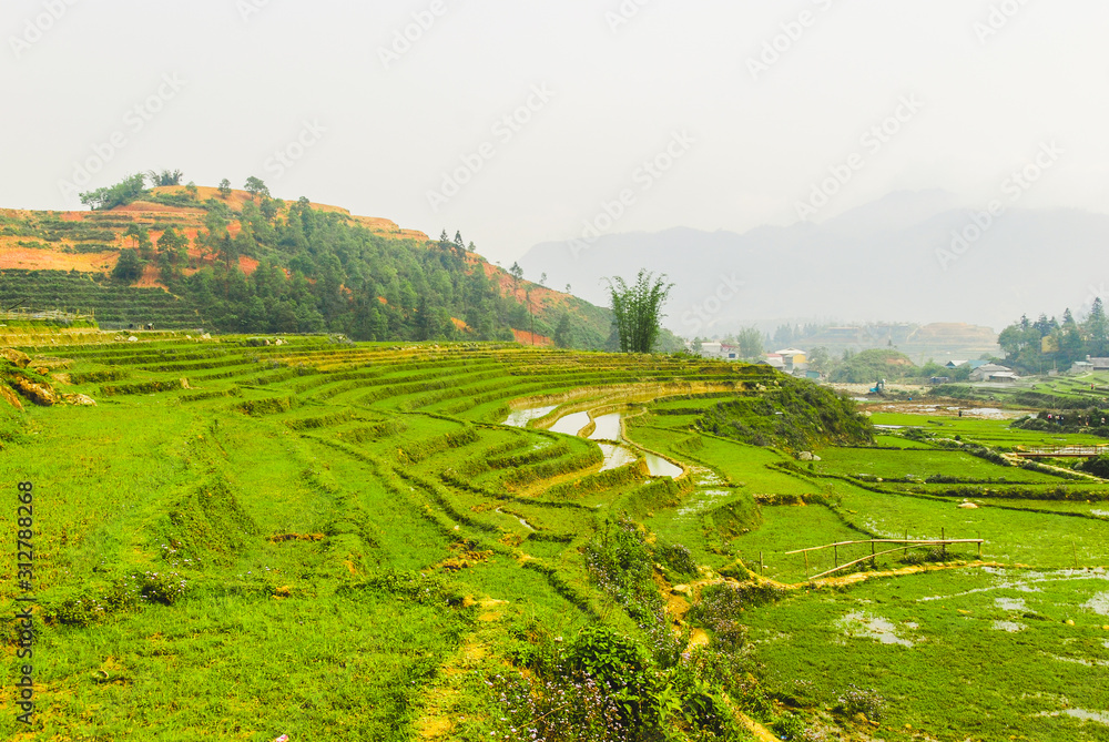 Obraz premium Green rice terraces by Ma Cha hmong village, Sapa, Vietnam 