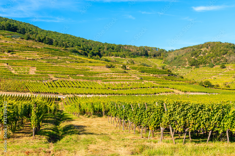 View of vineyards on hills near Riquewihr village on sunny beautiful day, Alsace Wine Route, France