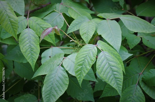 Fotografia poison ivy identification photo