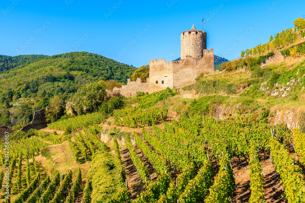 Green vineyards and view of Kaysersberg medieval castle on Alsatian Wine Route, France