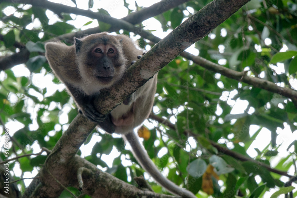 Fototapeta premium Monkey