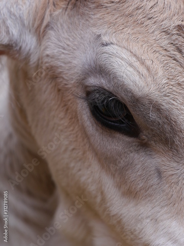 close-up von einer Kuh 