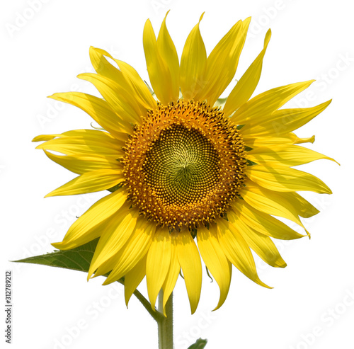 sunflower isolated on white background