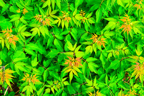 background with beauty green leaves