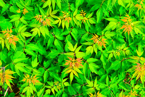 background with beauty green leaves