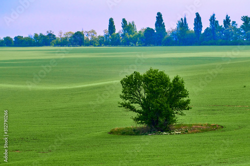 Beautiful sunny day a summer landscape with trees