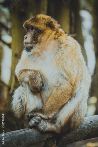 Affe sitzt auf Baum © Maximilian