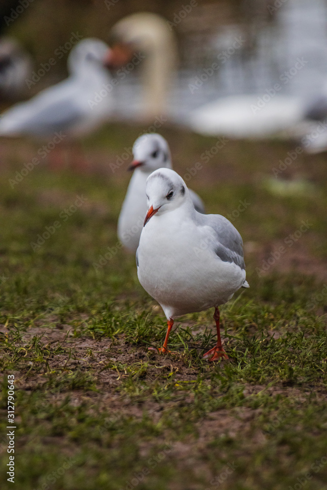 Fototapeta premium seagull on the beach