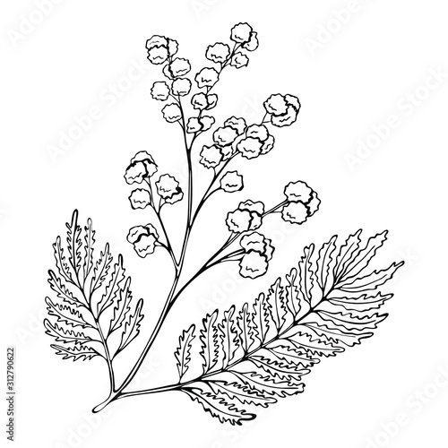 beautiful black and white illustration of a Mimosa twig with detailed leaves. vector illustration of spring flowers