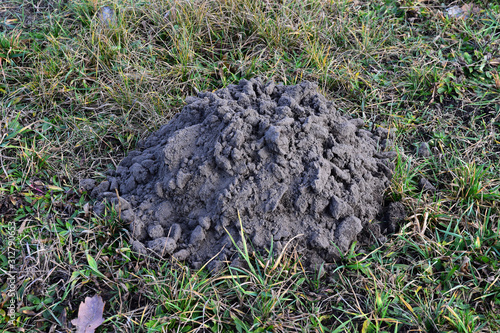 Fresh molehills on the field area