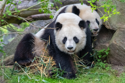 Giant pandas  bear pandas  mother and son playing together