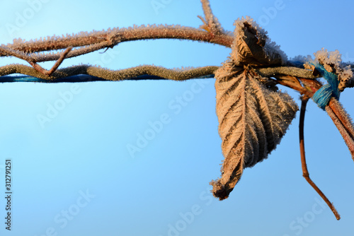 Close-up of a frozen leaf from raspberry bush on a trellis against a blue sky in winter in sunlight with space for text