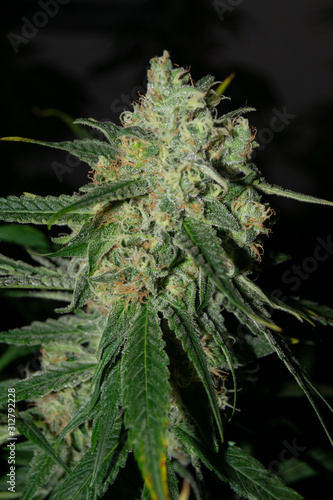 close-up of a mature medical cannabis flower with flash light at a medical cannabis farm