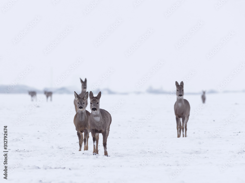 Group of delicate wild deer in winter landscape, on the field outside the forest Group of delicate wild deer in winter landscape, on the field outside the forest
