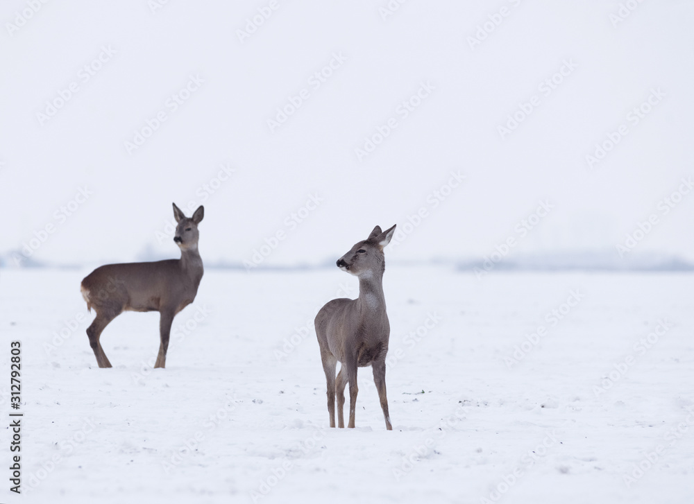 Group of delicate wild deer in winter landscape, on the field outside the forest. Selective focus Group of delicate wild deer in winter landscape, on the field outside the forest. Selective focus