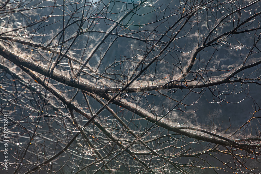 Obraz premium tree branches in ice. tree in ice. winter tree. new Year.